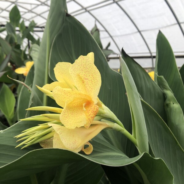 Canna x ‘Confetti’