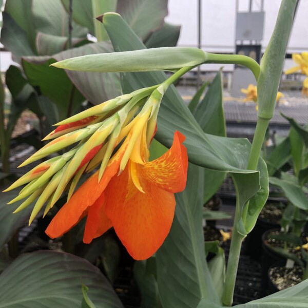 Canna x ‘Orange Punch’