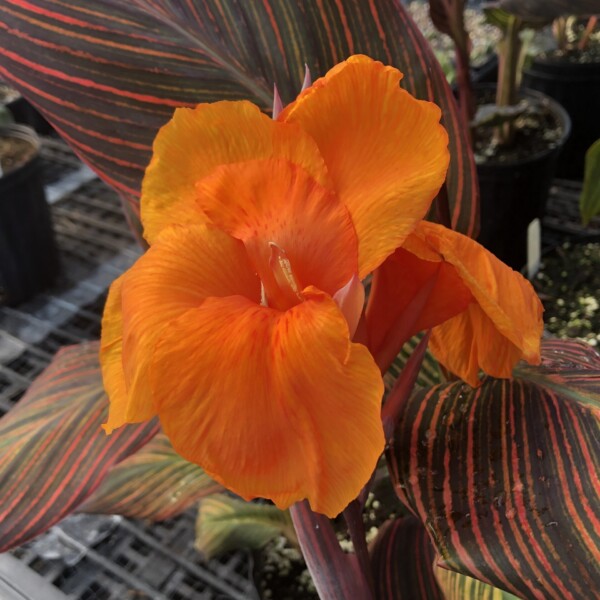 Canna x ‘Phasion’ - Image 2