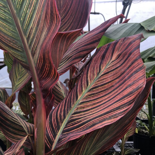 Canna x ‘Phasion’