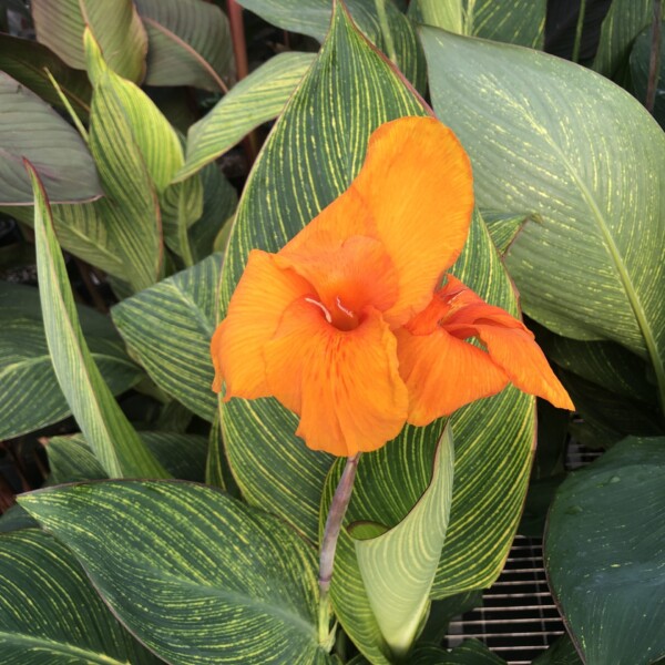 Canna x ‘Pretoria’