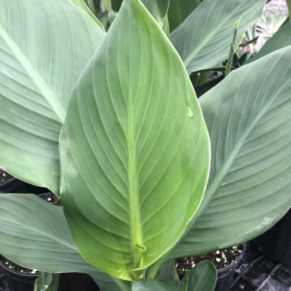 Canna x ‘Spring Yellow’ - Image 2