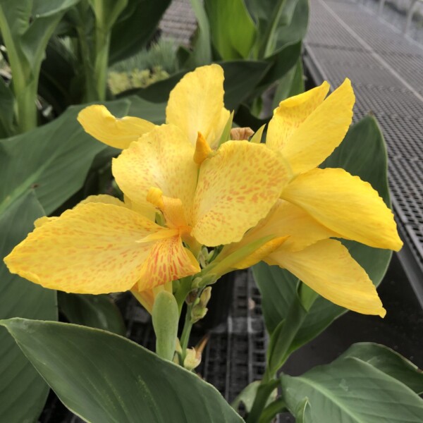 Canna x ‘Spring Yellow’