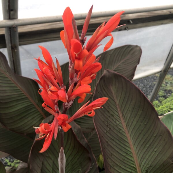 Canna x ‘Musifolia’ - Image 2