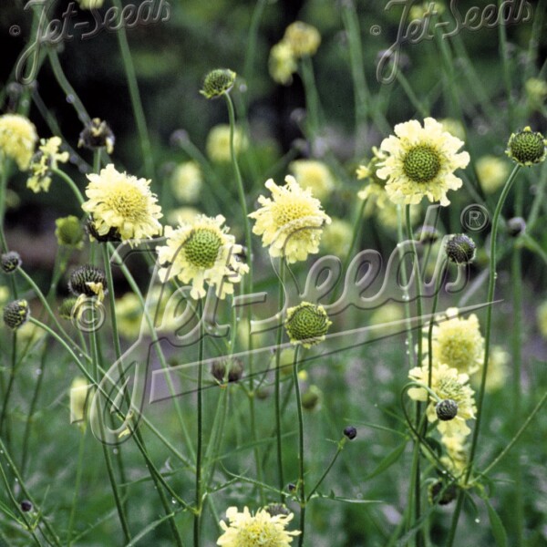 Cephalaria gigantea (Giant Pincushion Flower)