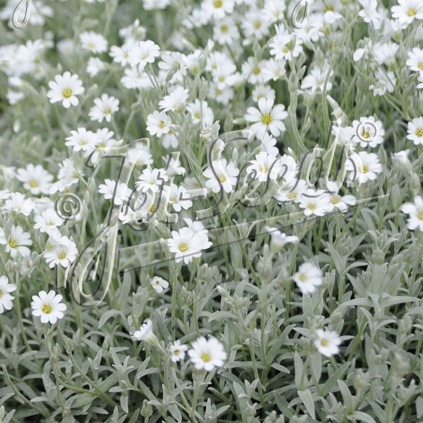 Cerastium tomentosum ‘Celine’ (Snow in Summer)