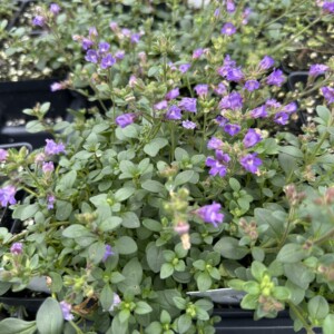 Chaenorhinum origanifolium ‘Blue Dreams’ (Dwarf Snapdragon)