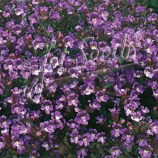 Chaenorhinum origanifolium ‘Blue Dreams’ (Dwarf Snapdragon)