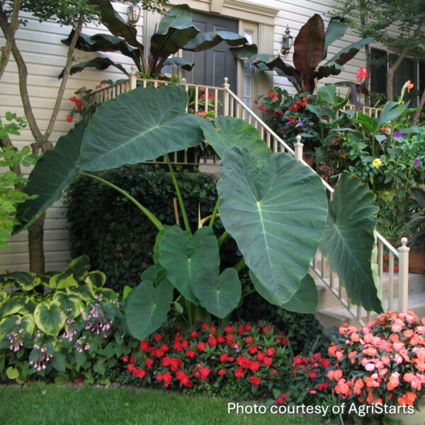 Colocasia esculenta ‘Jack’s Giant’ (Elephant Ear)