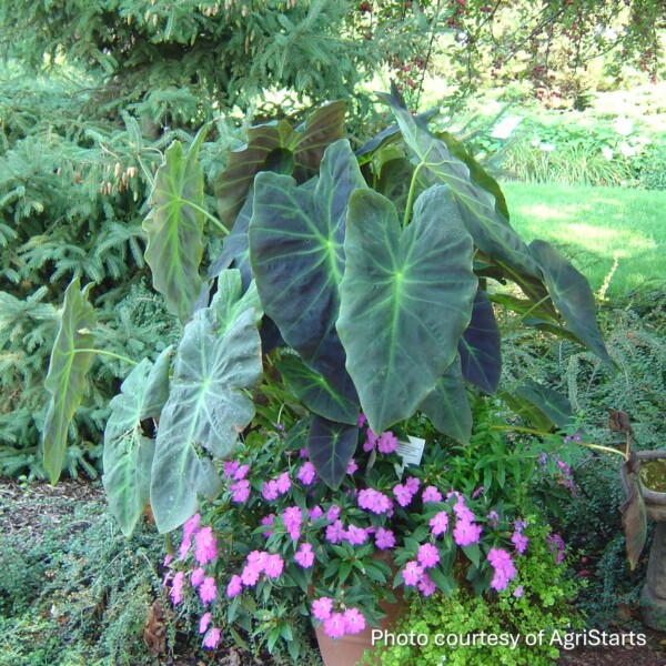 Colocasia esculenta ‘Illustris’ (Elephant Ear)