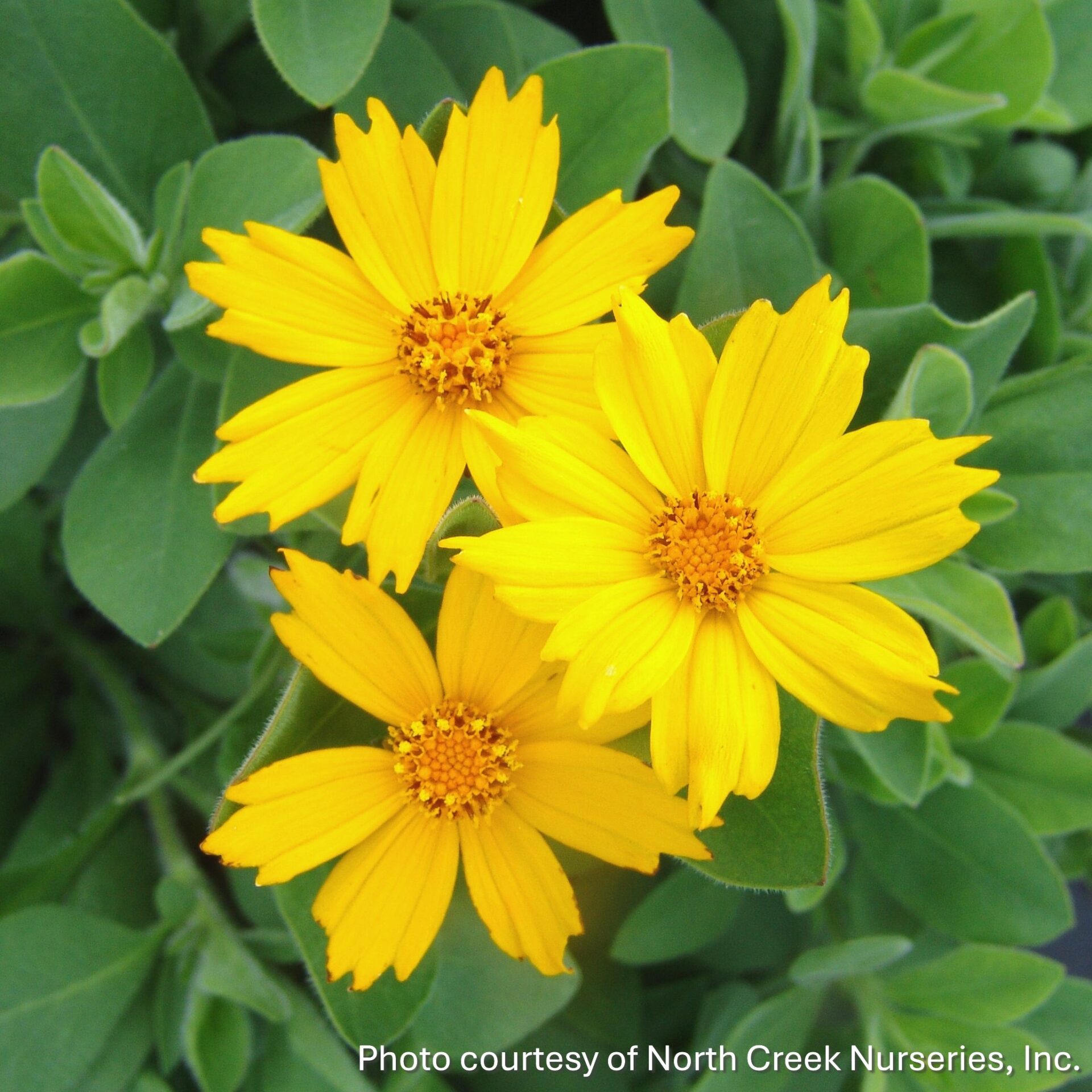Coreopsis pubescens 'Sunshine Superman' (Star Tickseed)
