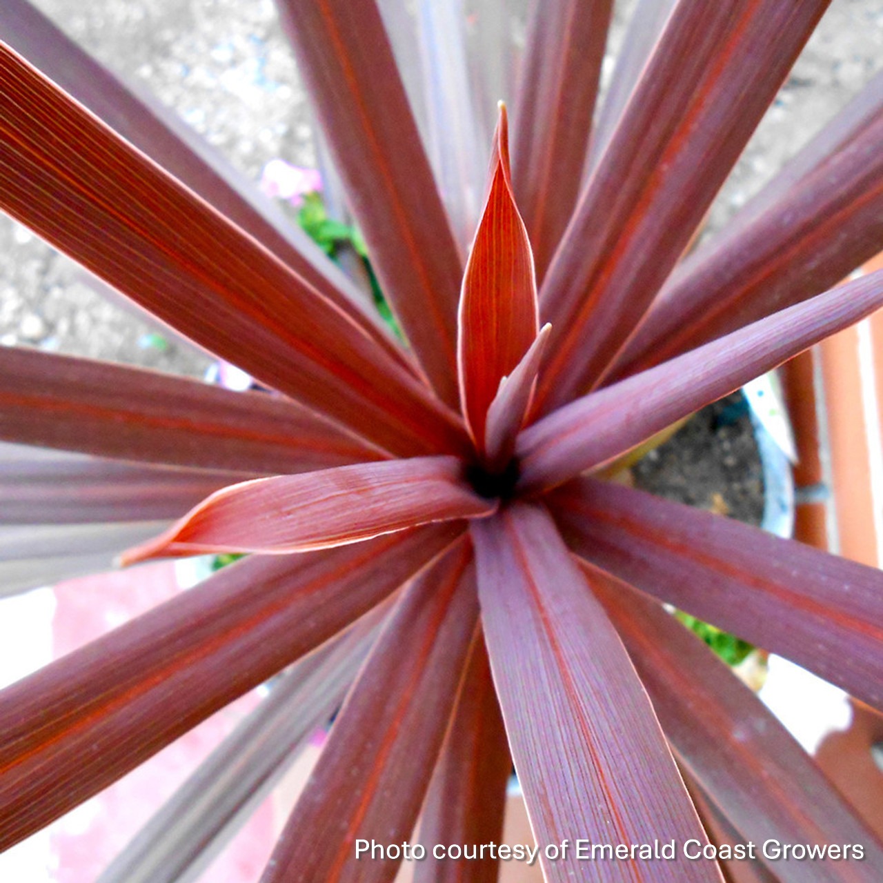 Cordyline australis ‘Red Star’