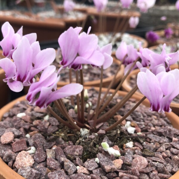 Cyclamen coum (Hardy Cyclamen)