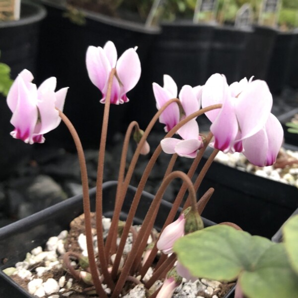 Cyclamen coum (Hardy Cyclamen) - Image 5