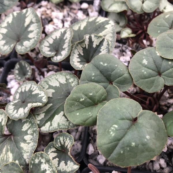 Cyclamen coum (Hardy Cyclamen) - Image 3