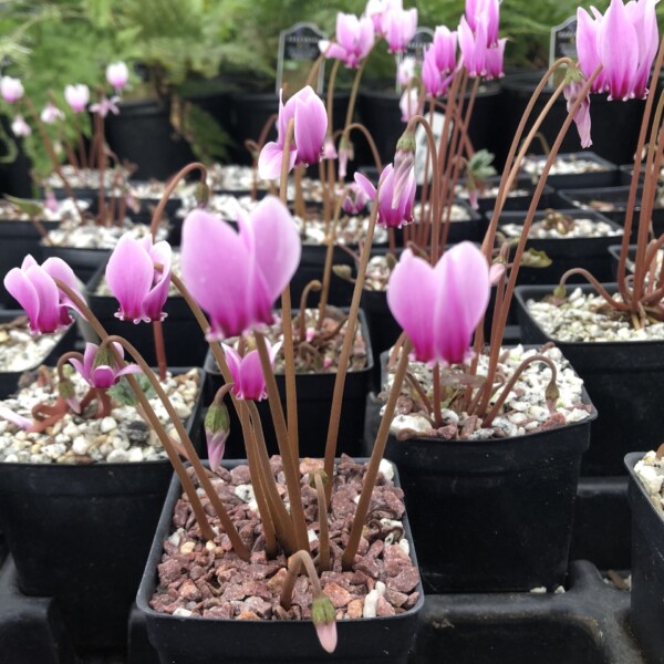 Cyclamen hederifolium (Hardy Cyclamen)