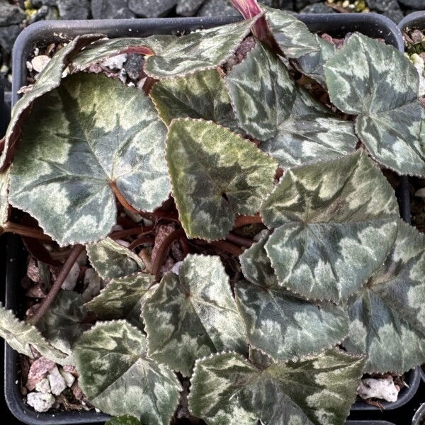 Cyclamen hederifolium (Hardy Cyclamen) - Image 2