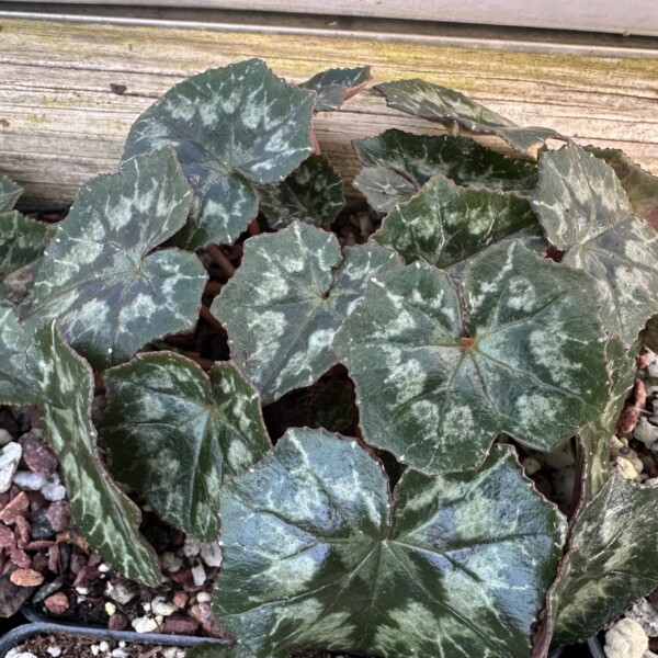 Cyclamen hederifolium (Hardy Cyclamen) - Image 3