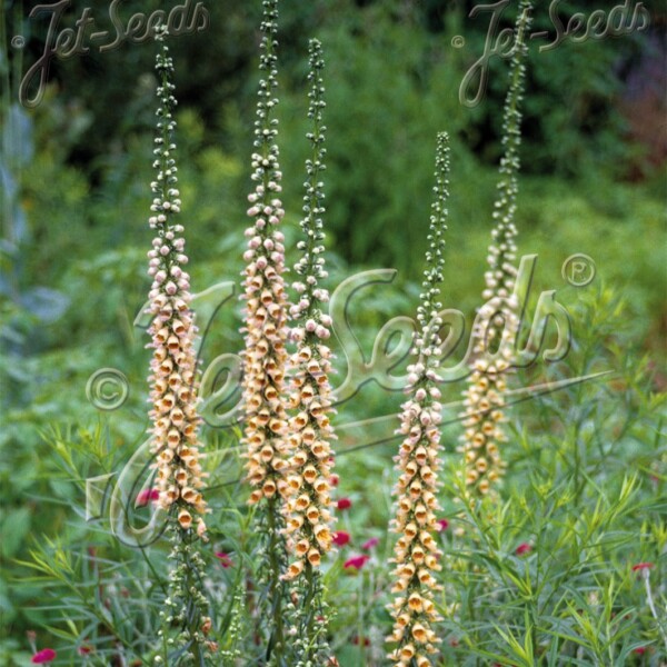 Digitalis ferruginea 'Gigantea' (Rusty Foxglove)