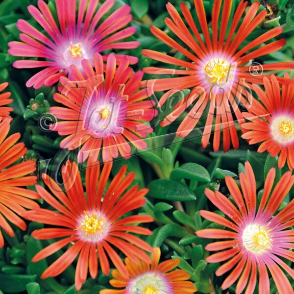 Delosperma dyeri (Dyer’s Ice Plant)