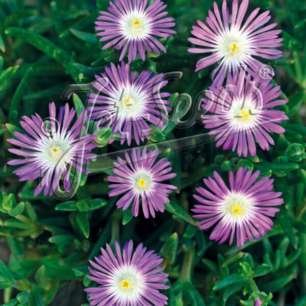 Delosperma floribundum (Ice Plant)