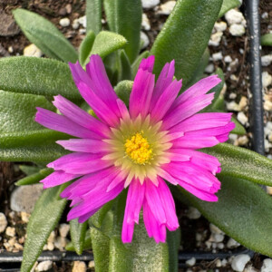 Delosperma sutherlandii (Hardy Ice Plant)