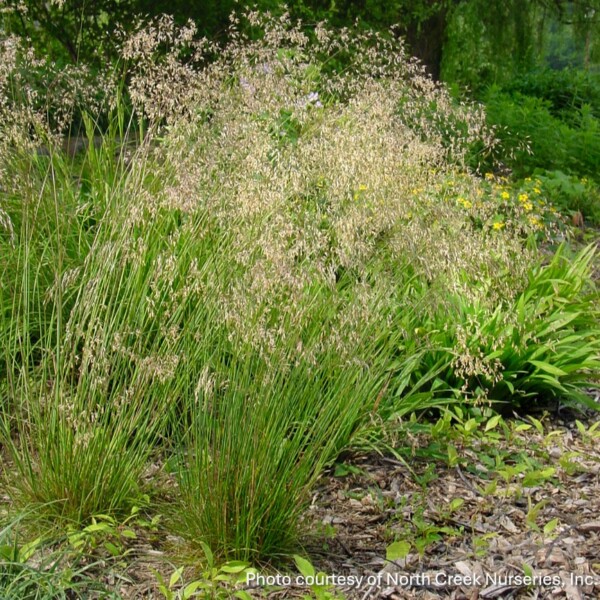 Deschampsia flexuosa (Wavy Hair Grass)