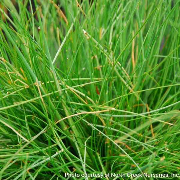 Deschampsia flexuosa (Wavy Hair Grass) - Image 2