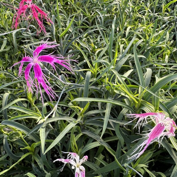 Dianthus x ‘Dancing Geisha’ (Pinks)