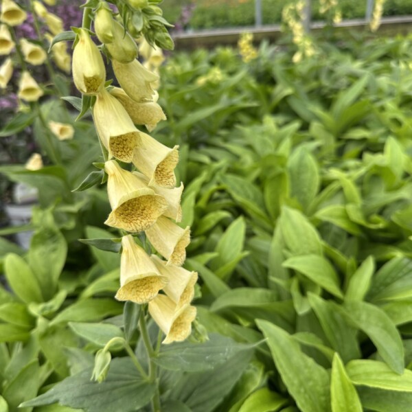 Digitalis grandiflora (Yellow Foxglove) - Image 4