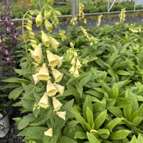 Digitalis grandiflora (Yellow Foxglove)