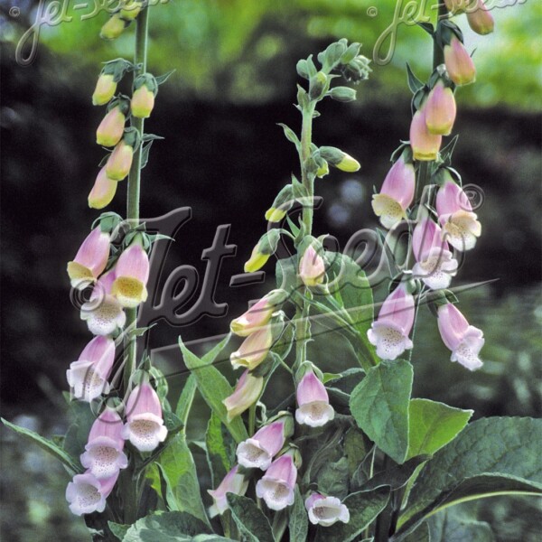 Digitalis purpurea subsp. heywoodii (Heywood's Foxglove)