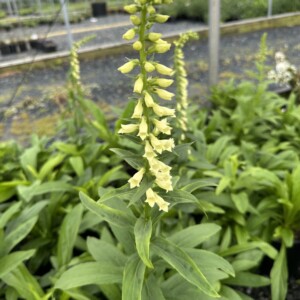 Digitalis lutea (Straw Foxglove)
