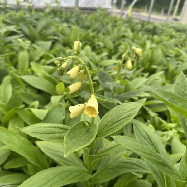 Digitalis lutea (Straw Foxglove)