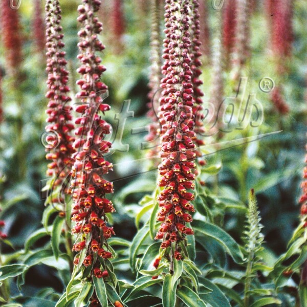 Digitalis parviflora (Small-Flowered Foxglove)