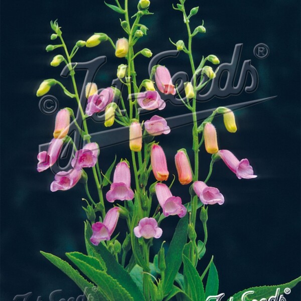 Digitalis thapsi (Spanish Foxglove)