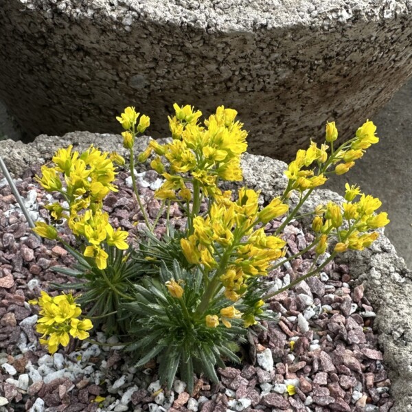 Draba aizoides (Yellow Whitlow Grass)