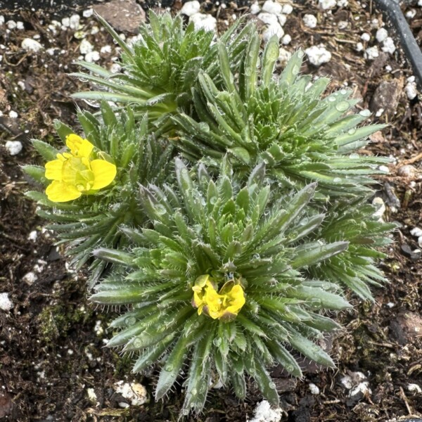 Draba aizoides (Yellow Whitlow Grass)