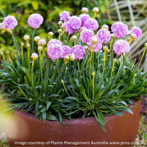 Armeria pseudarmeria Dreameria® 'Sweet Dreams' (Thrift) - Image 2