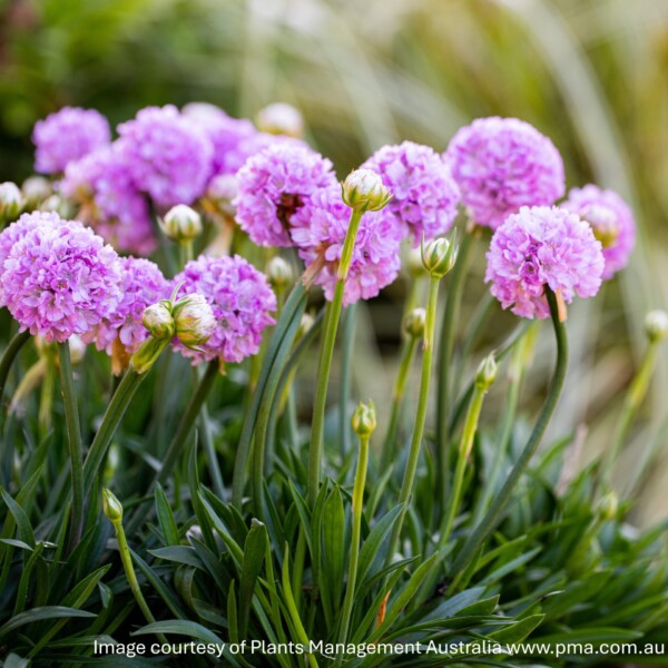 Armeria pseudarmeria Dreameria® 'Sweet Dreams' (Thrift)