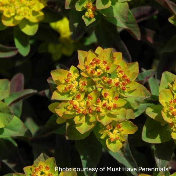 Euphorbia polychroma 'Bonfire' (Cushion Spurge) - Image 2