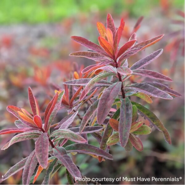 Euphorbia polychroma 'Bonfire' (Cushion Spurge)