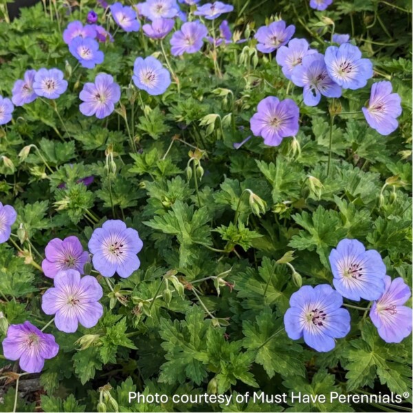 Geranium x 'Azure Rush' (Cranesbill) PP22,684