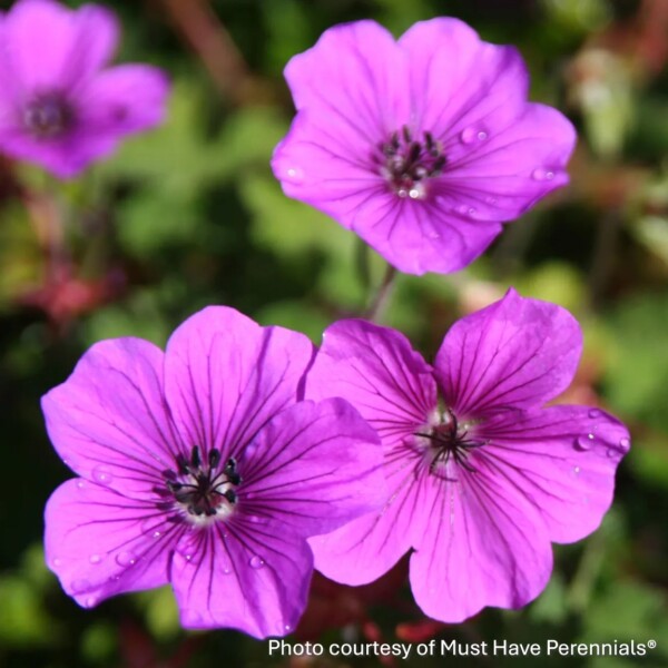 Geranium x 'Hexham Velvet' (Cranesbill)