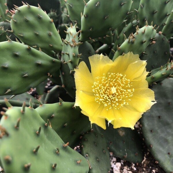 Opuntia humifusa (Eastern Prickly Pear)