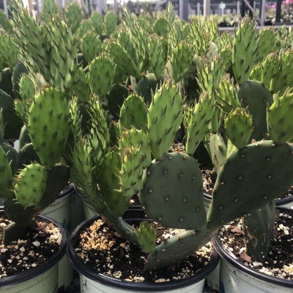 Opuntia humifusa (Eastern Prickly Pear) - Image 2