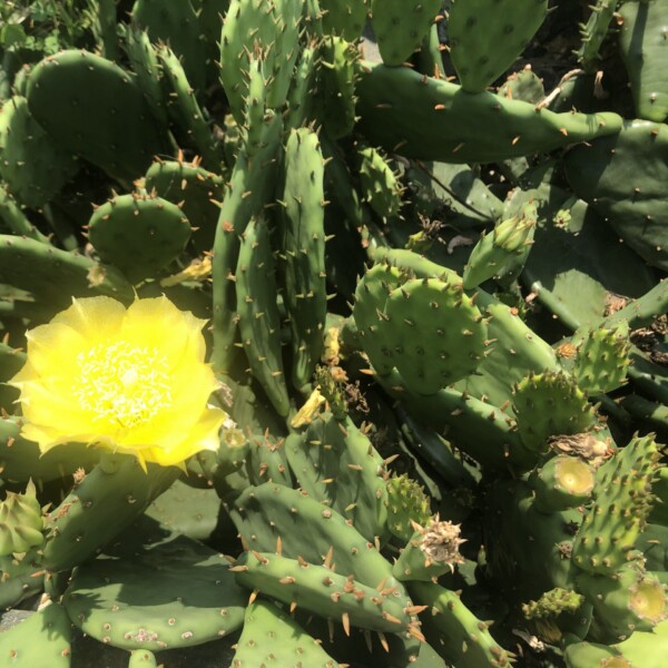 Opuntia humifusa (Eastern Prickly Pear) - Image 3