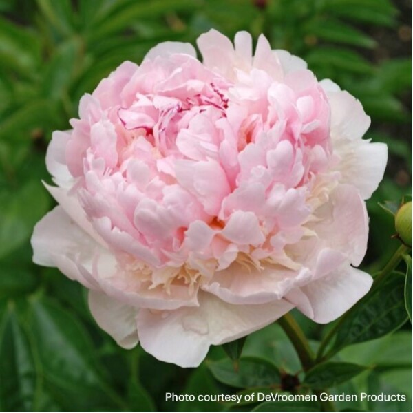 Paeonia ‘Angel Cheeks’ (Garden Peony)