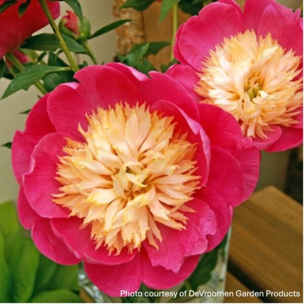 Paeonia ‘Bowl of Love’ (Garden Peony)