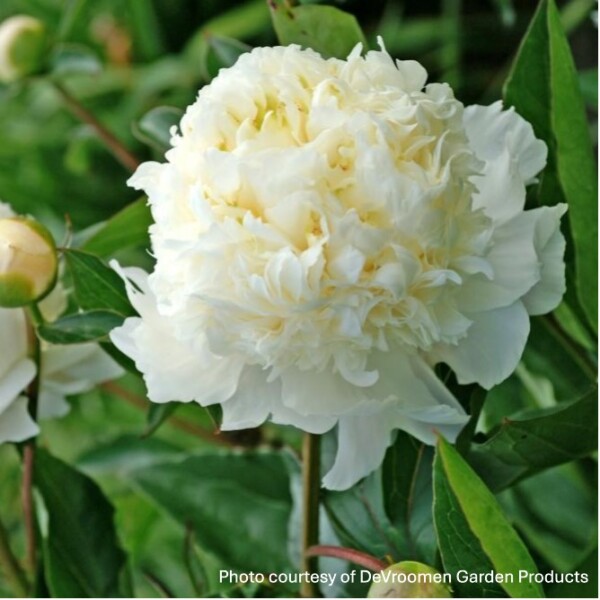 Paeonia 'Charlie's White' (Garden Peony)